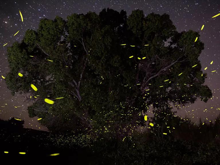 A flashing swarm of Southwest spring fireflies flying away from a tree
