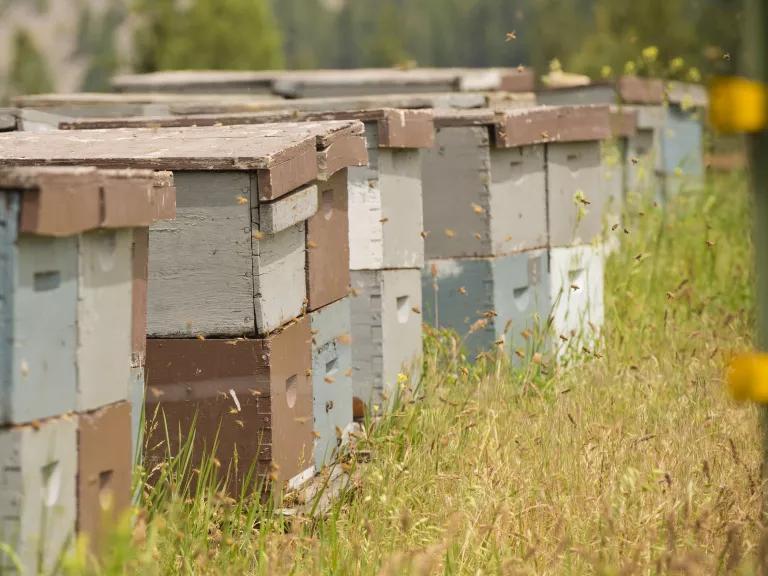 Beehives at Rivulet Apiaries and Hindu Hillbilly Farms near Rivulet, Mineral County, Montana, in June 2017.
