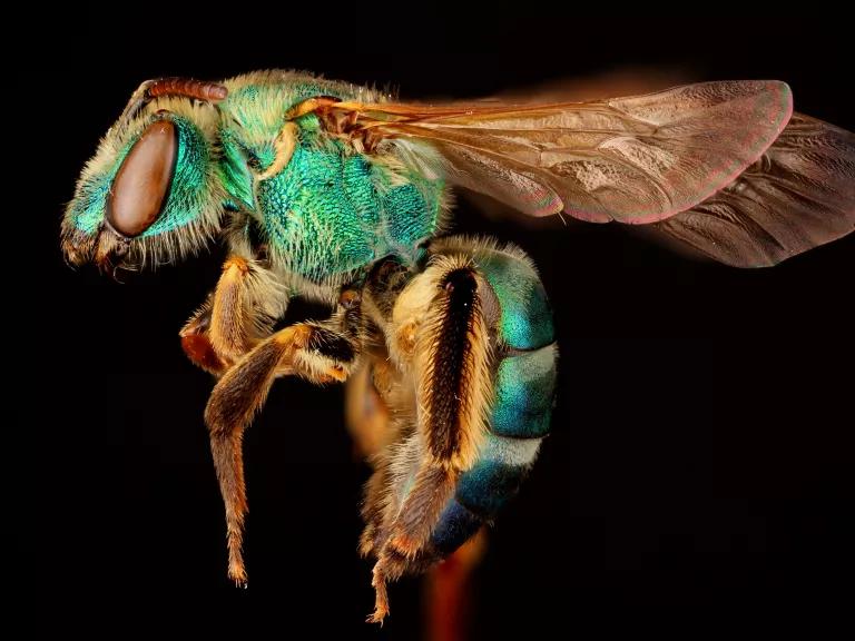 A female sweat bee specimen, Halictidae, Agapostemon splendens (Lepeletier).