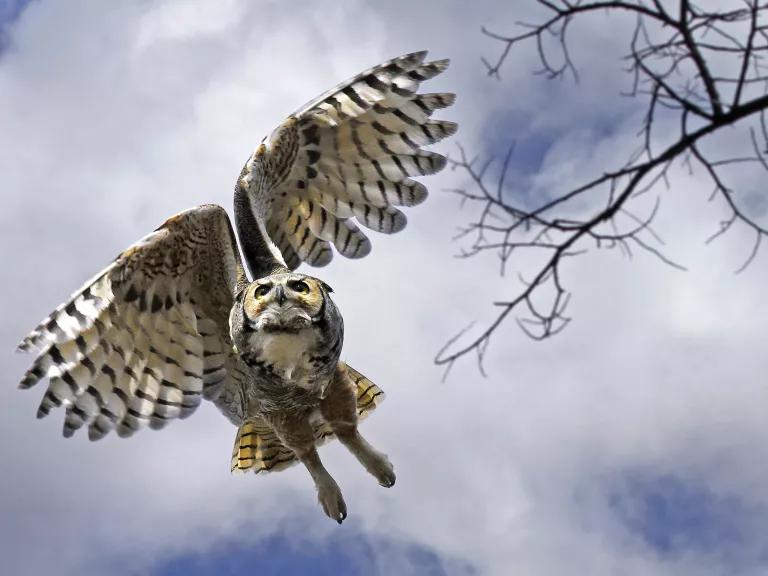 A great horned owl flying over Rocky Mountain Arsenal National Wildlife Refuge, Colorado.
