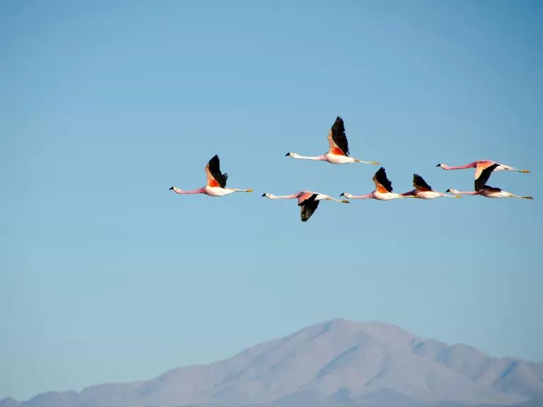 A flock of Andean flamingos flying over Los Flamencos National Reserve, Chile.