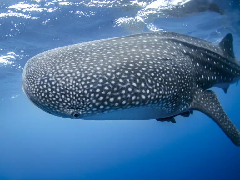 A whale shark swimming in the Caribbean Sea off the coast of Panama. 

This fish is about 16-18 feet in length but whale sharks can grow up to 40 feet and are the largest fish in the world.