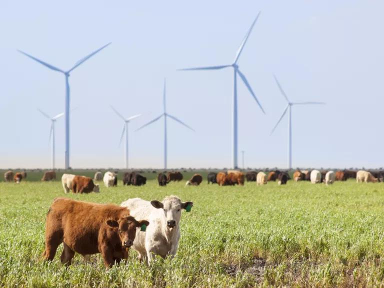 Cattle graze near a wind farm outside Amarillo, Texas.
