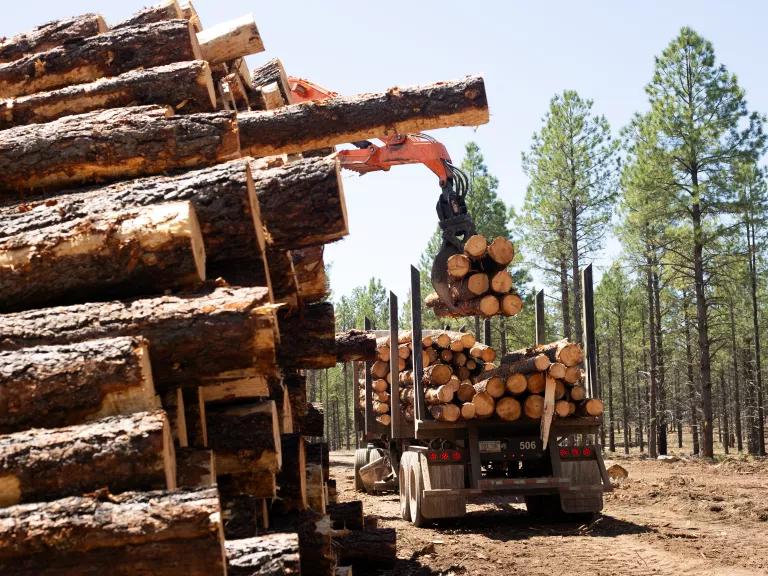 Logged tree trunks being loaded onto a truck in Coconino National Forest in Arizona on August 29, 2023.