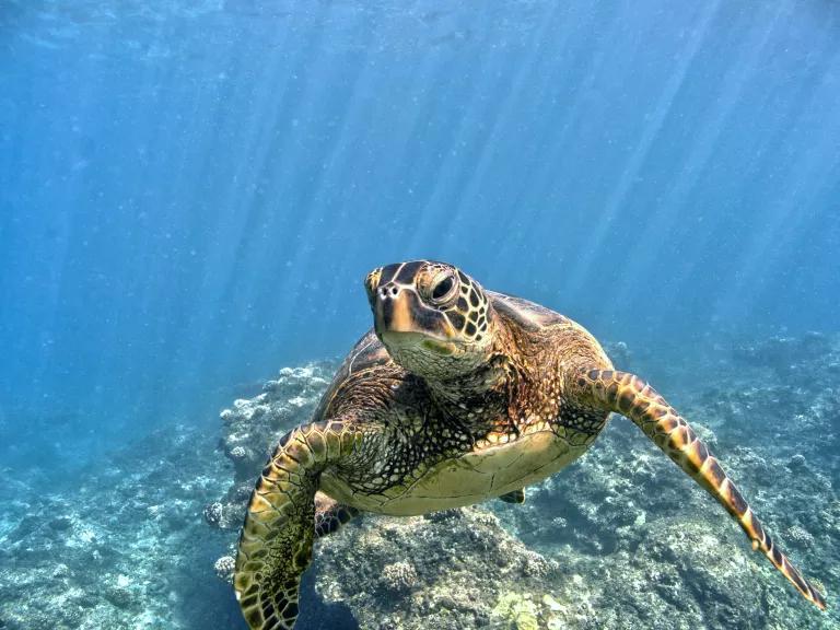 A Hawaiian green sea turtle (honu) swimming over a reef at Pearl and Hermes Atoll in Papahānaumokuākea Marine National Monument, Hawaiʻi.
