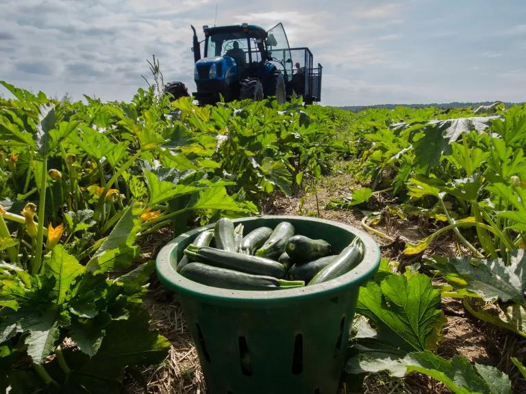 Freshly picked zucchini waiting to be loaded onto a processing trailer at Kirby Farms in Mechanicsville, Virginia on September 20, 2013. 

Kirby Farms is a third-generation family farm that covers 500 acres, and generates produce and grains on a year-around operation.