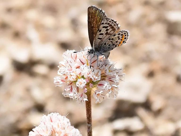 A butterfly on a flower