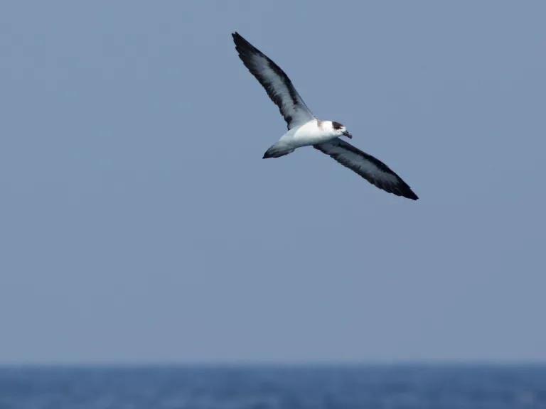 A black-capped petrel soars above Oregon Inlet in North Carolina's Outer Banks.