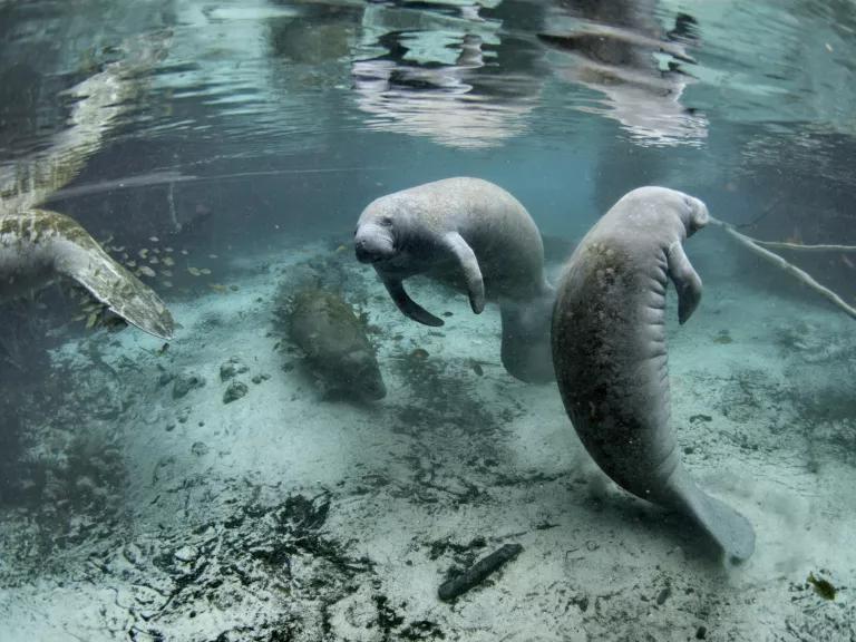 Florida manatees gather in a spring at Crystal River National Wildlife Refuge, Florida.
