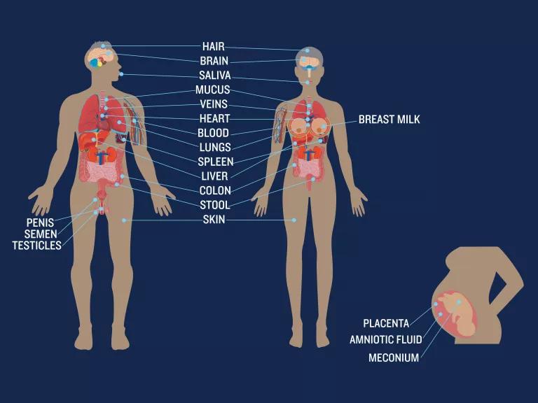 An illustration showing where microplastics can accumulate in the human body.