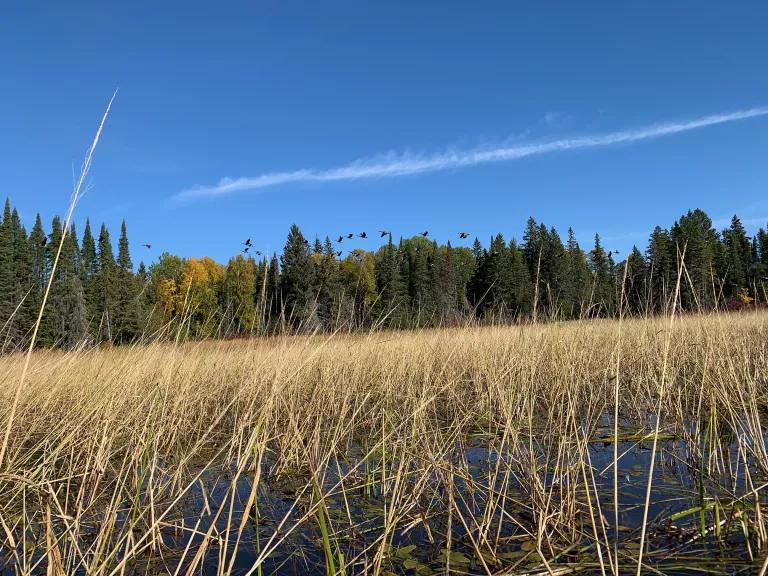 Canada geese migrate over ripe wild rice (manoomin) on Red Lake Band of Ojibwe lands in the Northwest Angle of Minnesota.