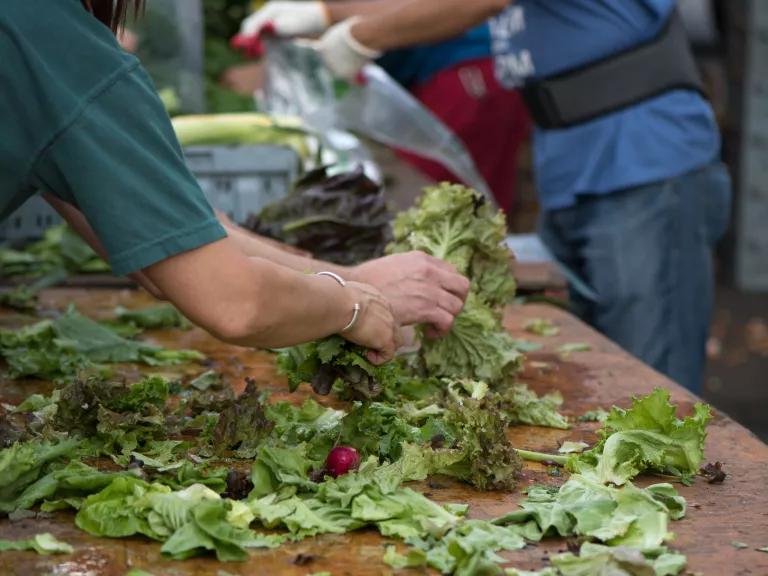 Volunteers sort salad greens at the City Harvest Food Rescue Center in the Long Island City neighborhood of Queens, New York.