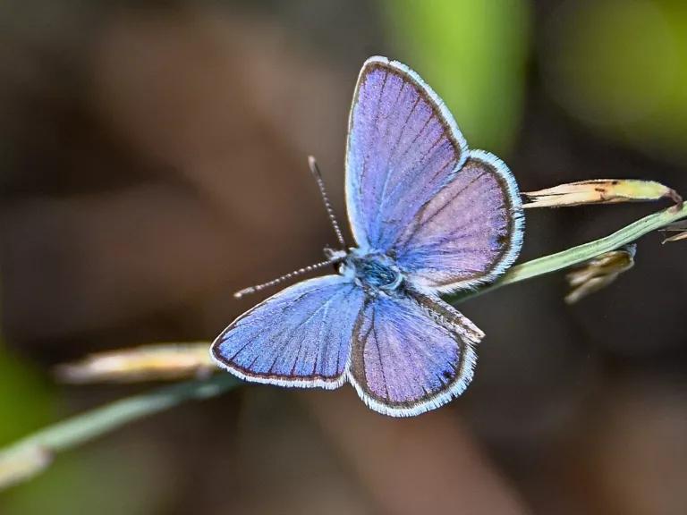 A close-up view of a Ceraunus blue butterfly resting on a plant stalk