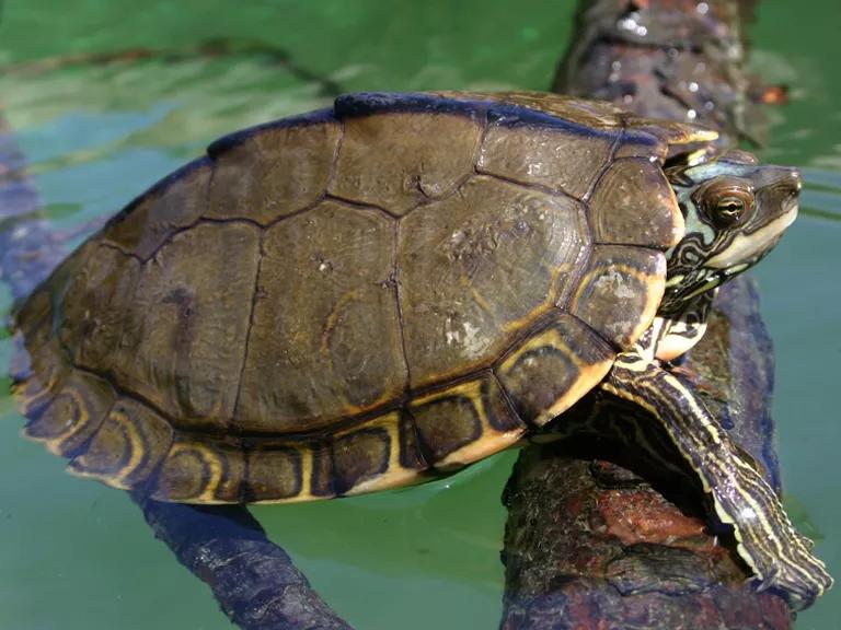 A Pearl River map turtle resting on a log in water