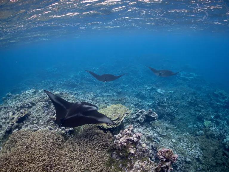 Manta rays swimming over a reef on Palmyra Atoll in the Pacific Remote Islands National Monument on April 7, 2023.