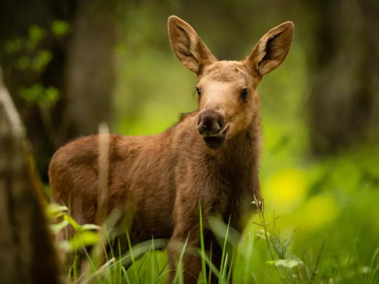 A moose calf grazing in Alaska.