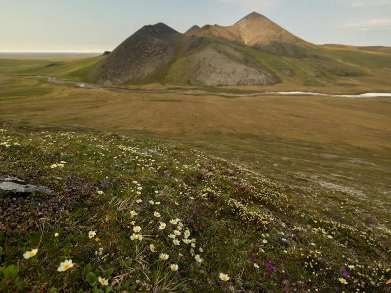 Entireleaf mountain avens (Dryas integrifolia) bloom in the Jago Foothills in Alaska's Arctic National Wildlife Refuge (ANWR) on June 23rd, 2025.