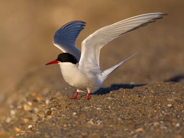 An Arctic tern prepares to lift off from a sandbar on the southern Seward Peninsula coast, Alaska.
