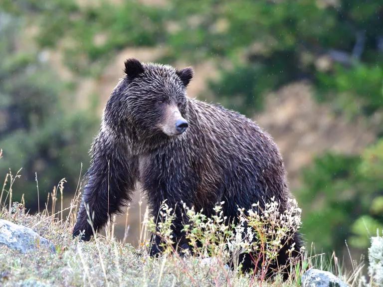 A grizzly bear in the Lamar Valley in Yellowstone National Park, Wyoming.