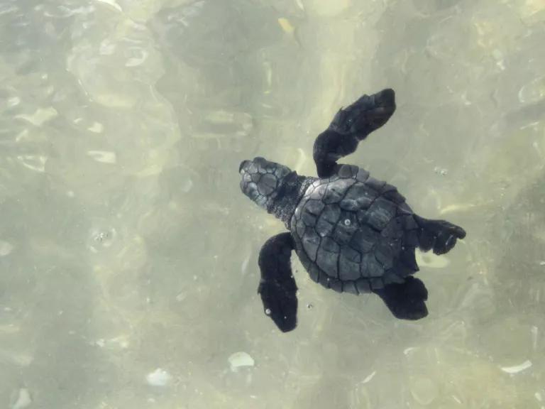 A Kemp's ridley sea turtle hatchling swims into the Gulf of Mexico after being released from a corral on Padre Island National Seashore, Texas.