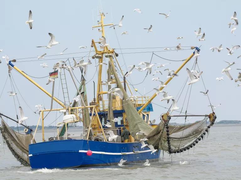 Seagulls fly above a fishing boat in the North Sea.