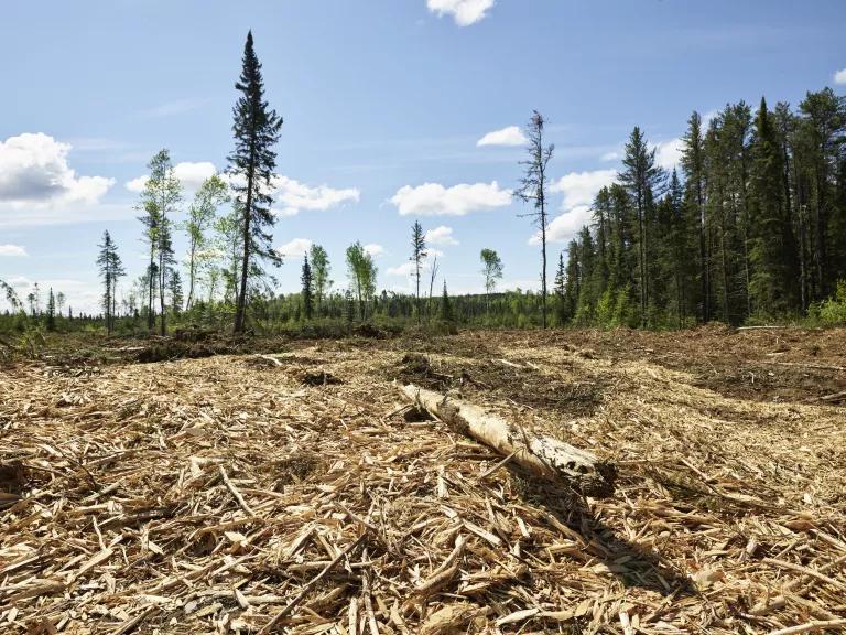 A clearcut area of boreal forest near Dryden in Northwestern Ontario, Canada, June 2019.