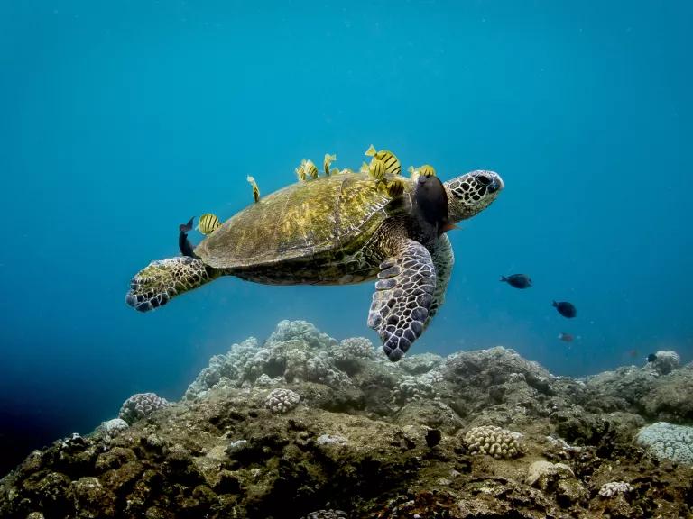A Hawaiian green sea turtle (honu) visiting a 'cleaning station' near Hale'iwa Ali'i Beach in Hawaiian Islands Humpback Whale National Marine Sanctuary.

A cleaning station is an area within the reef where fish feed and clean parasites off a turtle's shell.
