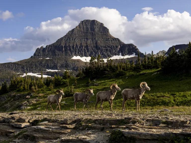 Bighorn sheep stand along the Hidden Lake Trail at Glacier National Park in Montana on July 5, 2023.