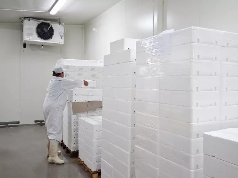 A worker arranging styrofoam transport boxes for fresh food in a cold storage warehouse.