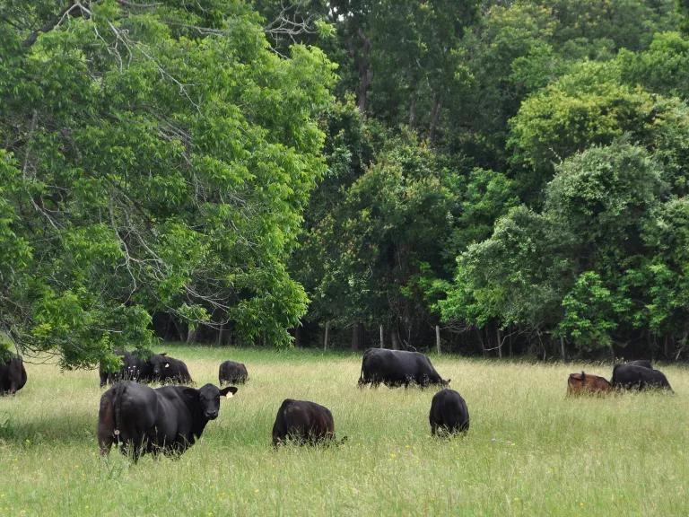 Dark brown cattle graze in a field of tall grasses
