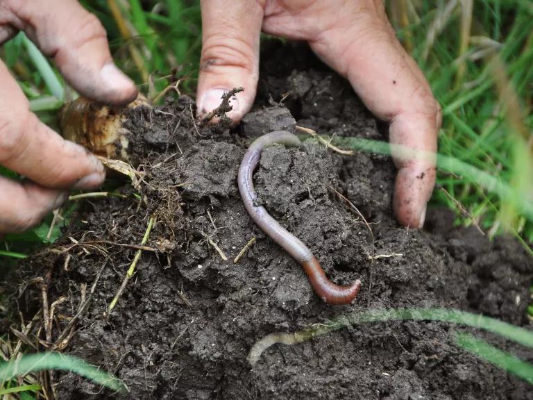 A person's hands hold a lump of soil where an earthworm is emerging