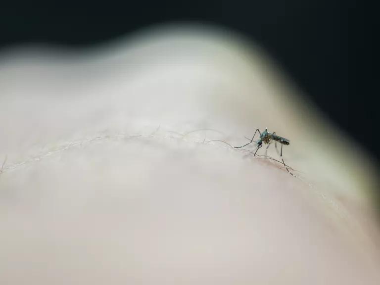 A mosquito on a bare surface with a dark background