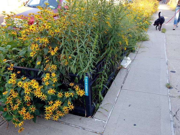 A small garden with yellow flowers is built into a city sidewalk