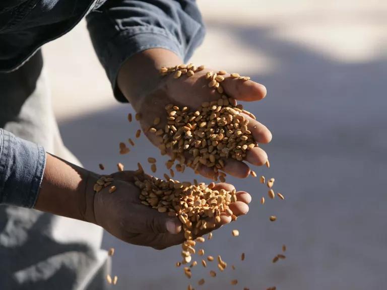 Farm manager Noland Johnson shows handfuls of tepary beans grown at Papago Farm on the Tohono O'odham Nation in southern Arizona. The drought-resistant beans are native to the southwestern United States and Mexico and have been farmed since pre-Columbian times.