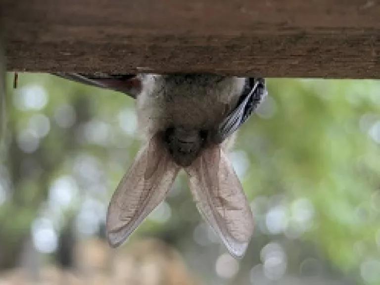 long-eared bat
