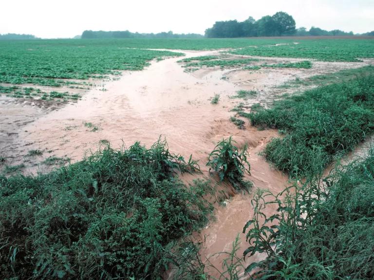 A stream of muddy water washes off a green crop