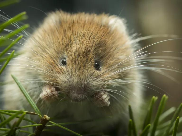 A close-up of a red tree vole's face, whiskers, and paws as it sits in grass
