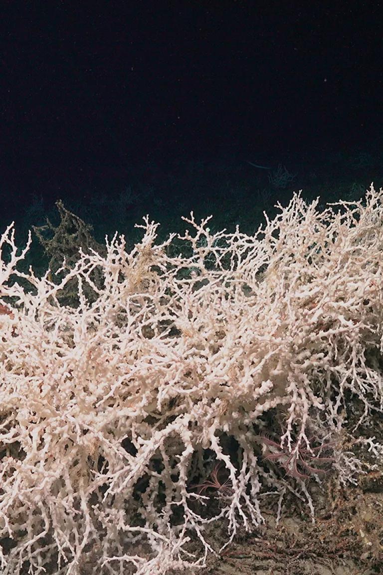 White coral underwater against a nearly black background of deep sea