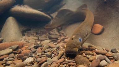 A brown lamprey swimming near the water's rocky floor