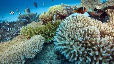 01coral scene_jpg.jpg