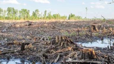 A wide swath of land with tree stumps and broken branches, and a green forest visible in the background
