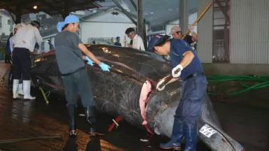 Thumbnail image for 2009_7_25_JAPAN_Chiba_cetacean_Wada BBW dorsal blubber incision_CMP_2058.JPG