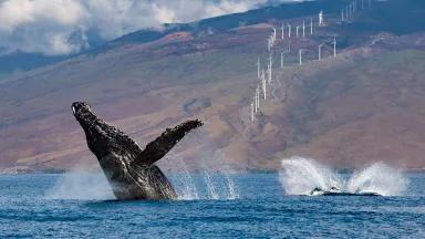 Humpback whales breaching off the coast of Maui, Hawai’i