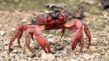 A Christmas Island red crab, Gecarcoidea natalis