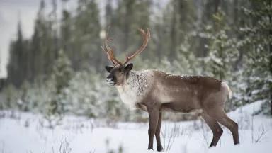 A woodland caribou standing in a snow-covered forest