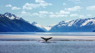 A whale's tail raised as it dives in waters off Anchorage, Alaska.