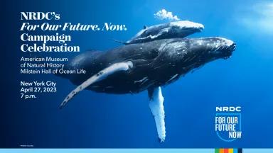 An image of a whale and her calf underwater, with the words "NRDC's FOR OUR FUTURE. NOW. Campaign Celebration" and details of the event