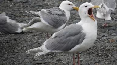 Seagulls on beach. 