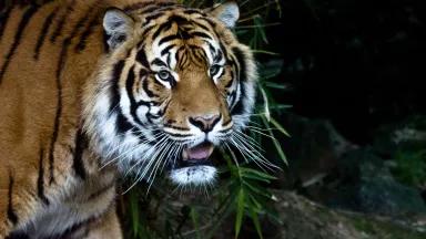 Tiger walking in a jungle. 