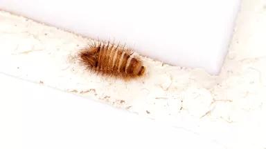 An Anthrenus larva from a bathroom
